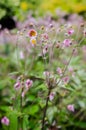 Anemone tomentosa (grapewine leaf anemone) pink flowers